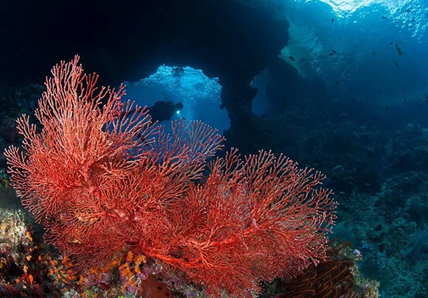 【潛水這艘賊船，這次開(kāi)往上帝的花園】文章轉自/三聯(lián)生活周刊