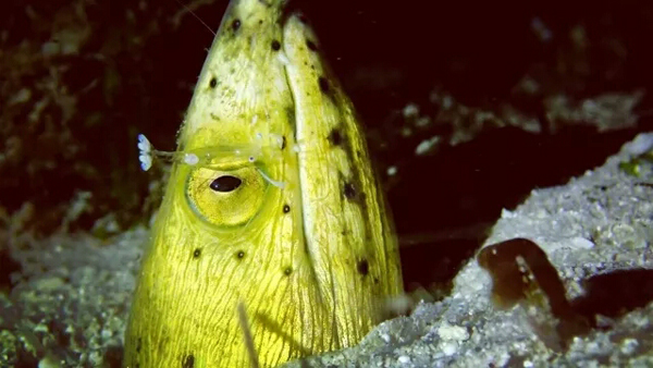 潛水拍照新姿勢，放下你的剪刀手，我們來(lái)這樣拍