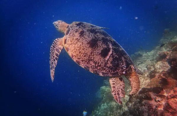潛水拍照新姿勢，放下你的剪刀手，我們來(lái)這樣拍
