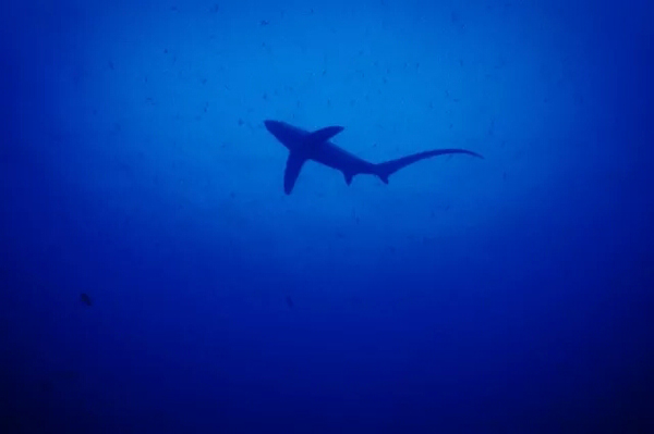 潛水拍照新姿勢，放下你的剪刀手，我們來(lái)這樣拍