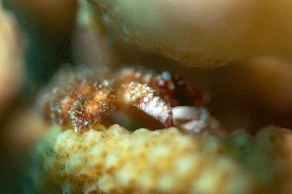 FX的船宿之旅---馬爾代夫（四方線(xiàn)）