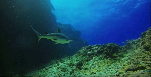 毛里求斯，不要太美