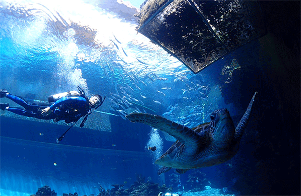 潛水常見(jiàn)問(wèn)題，原來(lái)潛水沒(méi)你想的那么難