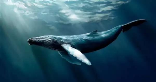 鯨魚(yú)科普-鯨魚(yú)大全送給你