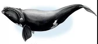 鯨魚(yú)科普-鯨魚(yú)大全送給你