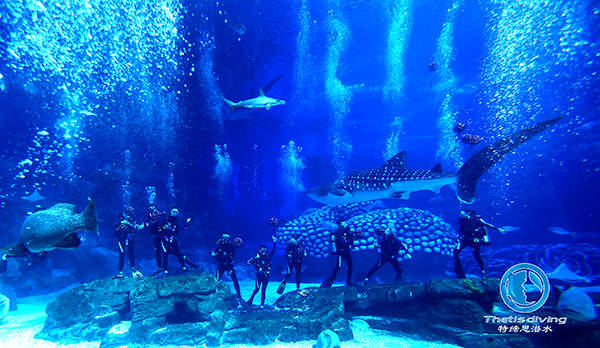 珠海長(cháng)隆海洋王國啟動(dòng)潛水項目運營(yíng)